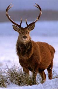 deer photo