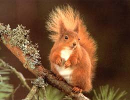 red squirrel photo