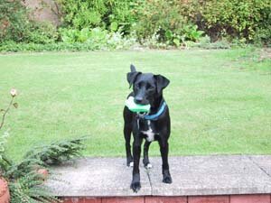 our dog